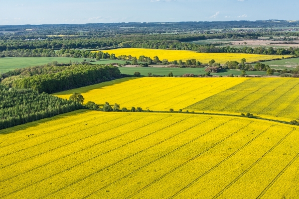 aerial view of yellow harvest fields